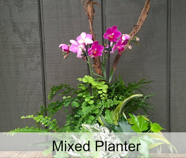 Mixed Planters Photo Album