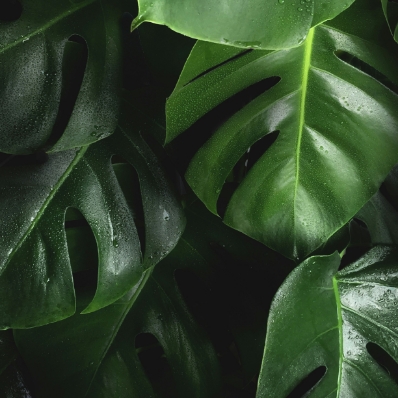 Plants