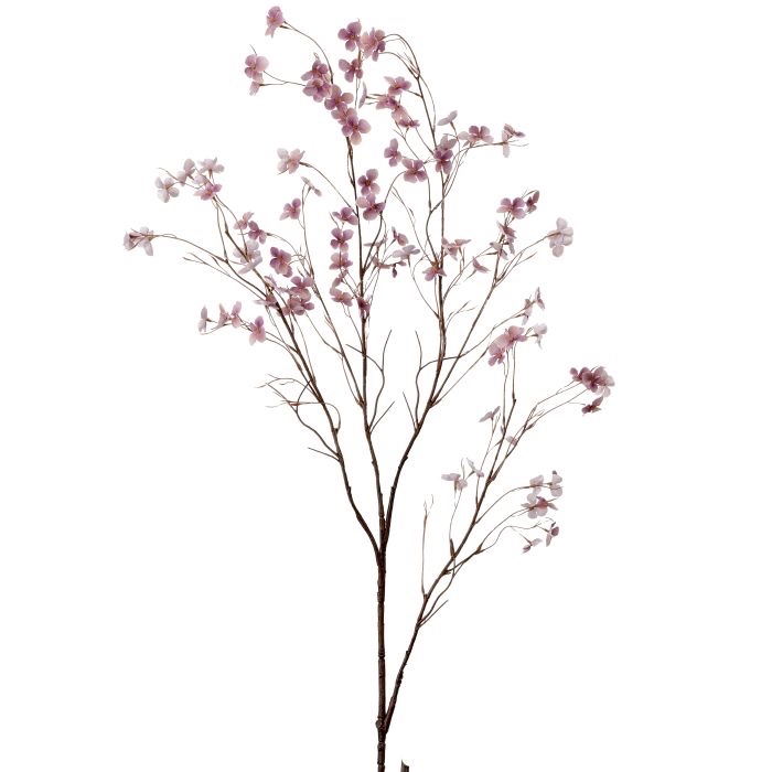 Autumn Wild Dogwood Stem