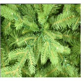 Norway Spruce3.jpg