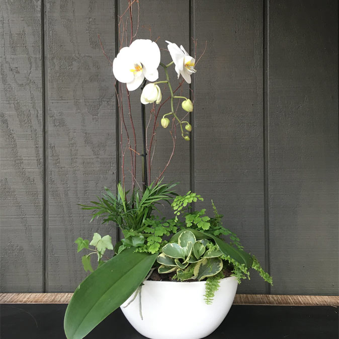 P4 Orchids