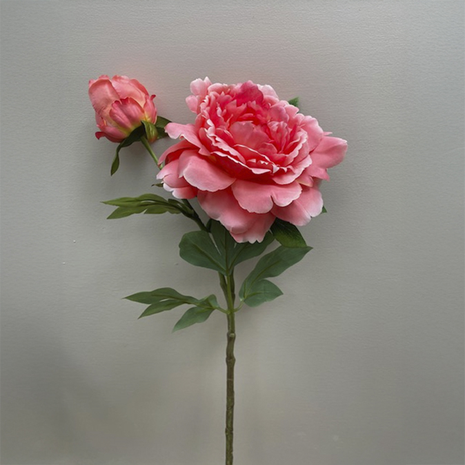 Queen Peony